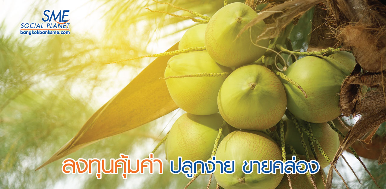 “มะพร้าวน้ำหอมออร์แกนิก” พืชเศรษฐกิจทำเงิน