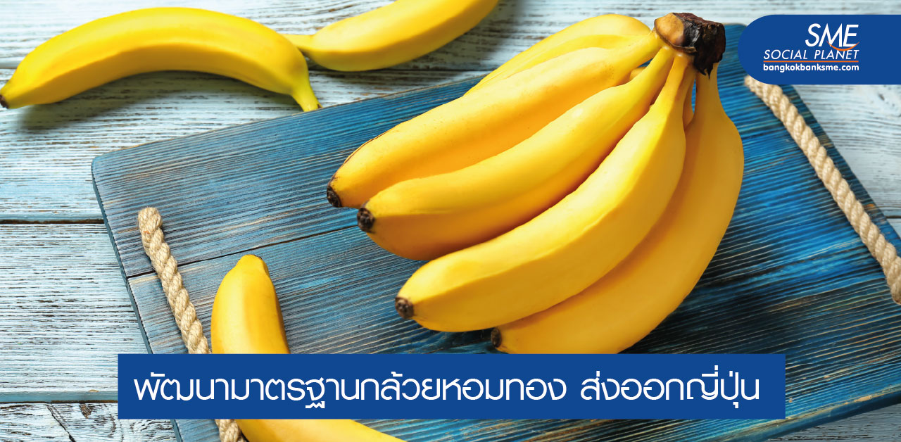 กล้วยหอมทองผลไม้ยืนหนึ่ง ตลาดญี่ปุ่นต้องการสูง