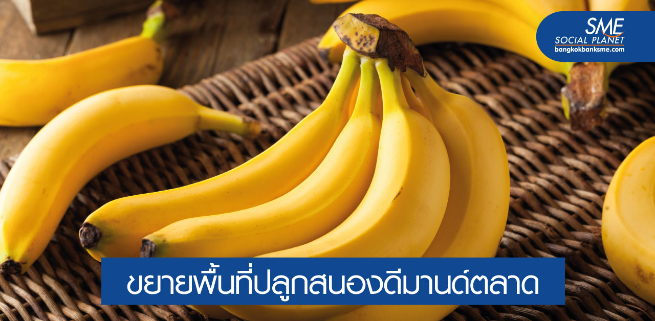 ตลาด ‘กล้วยหอม’ เติบโตสดใส