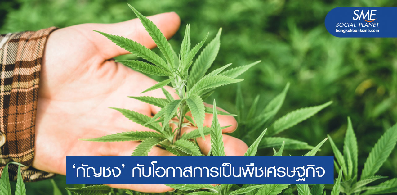 ไขข้อข้องใจ ‘กัญชง’ ปลูกเชิงการค้าได้หรือไม่