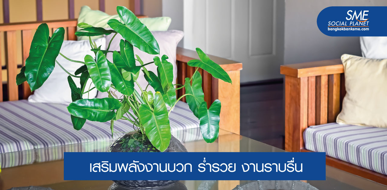 6 ต้นไม้มงคลเสริมดวงการเงิน–การงาน ที่คนนิยมปลูกในช่วงนี้