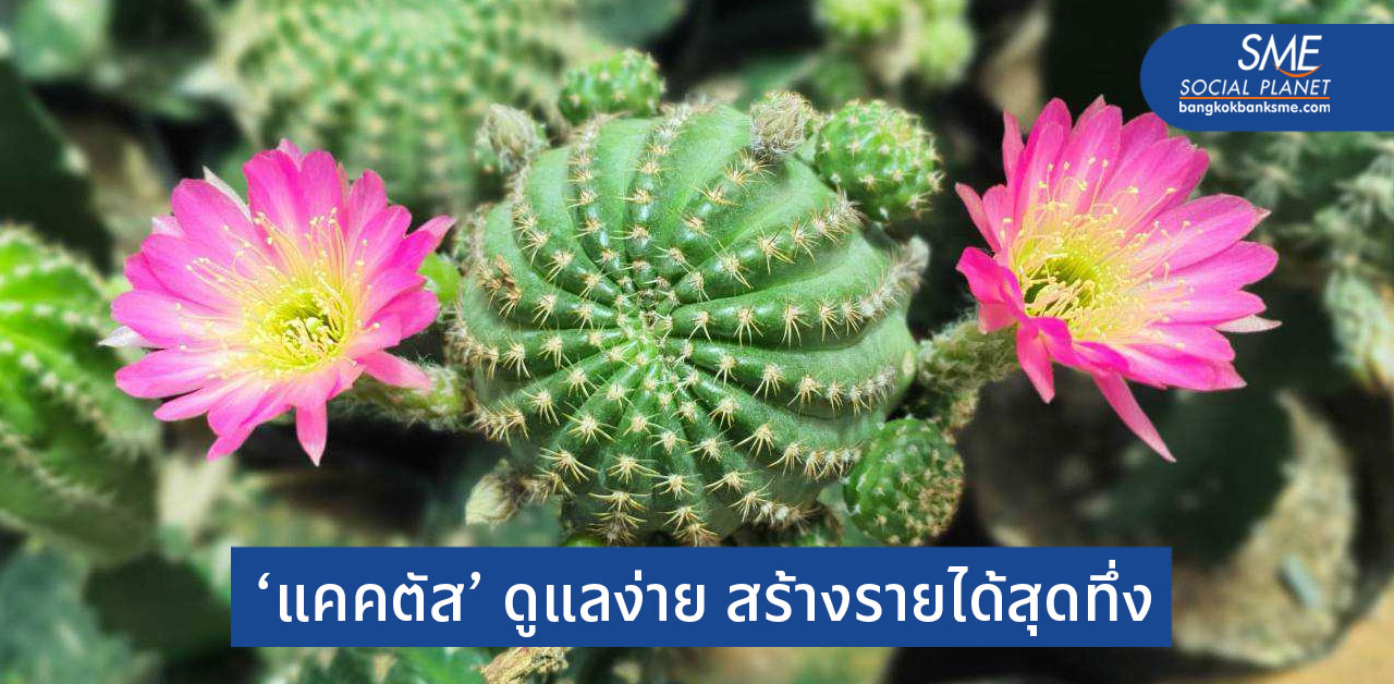 จากความชอบสู่อาชีพหลัก เลี้ยง ‘แคคตัส’ รายได้หลักแสน