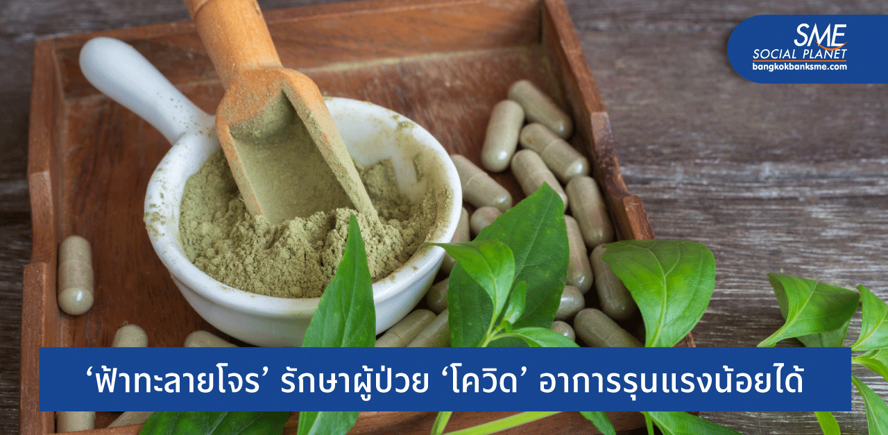 4 ข้อควรรู้ เพื่อการใช้ ‘ฟ้าทะลายโจร’ อย่างได้ผลและปลอดภัย