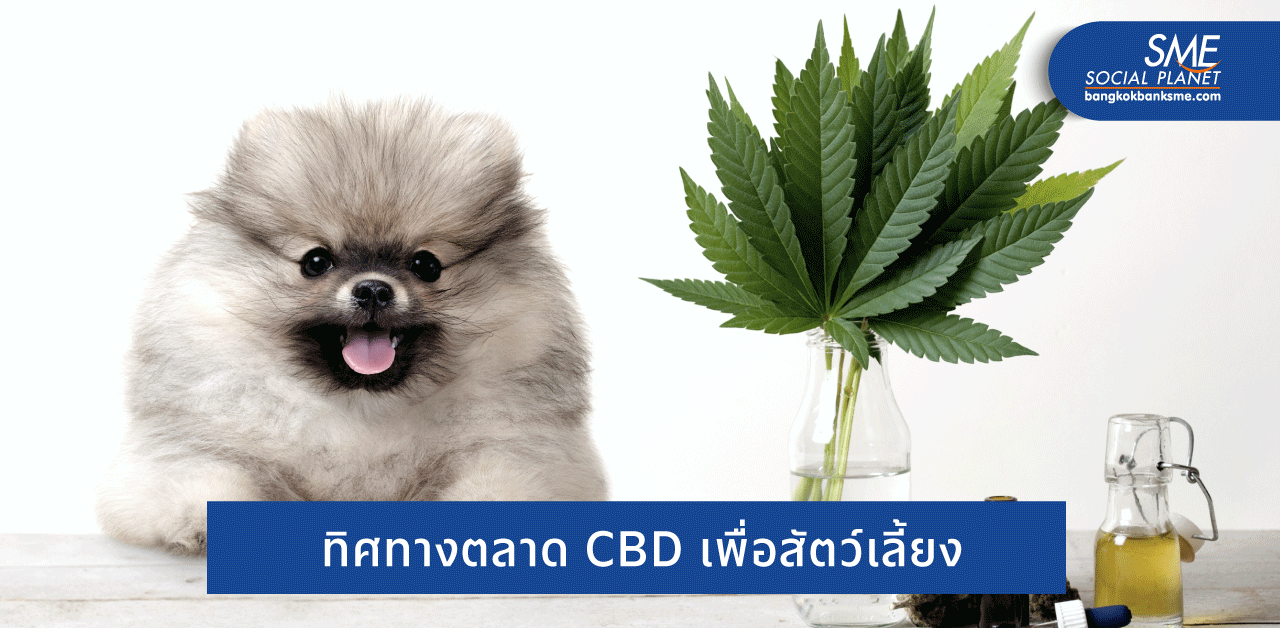 CBD เพื่อสัตว์เลี้ยงตัวโปรด SME มองโอกาสนี้อย่างไร