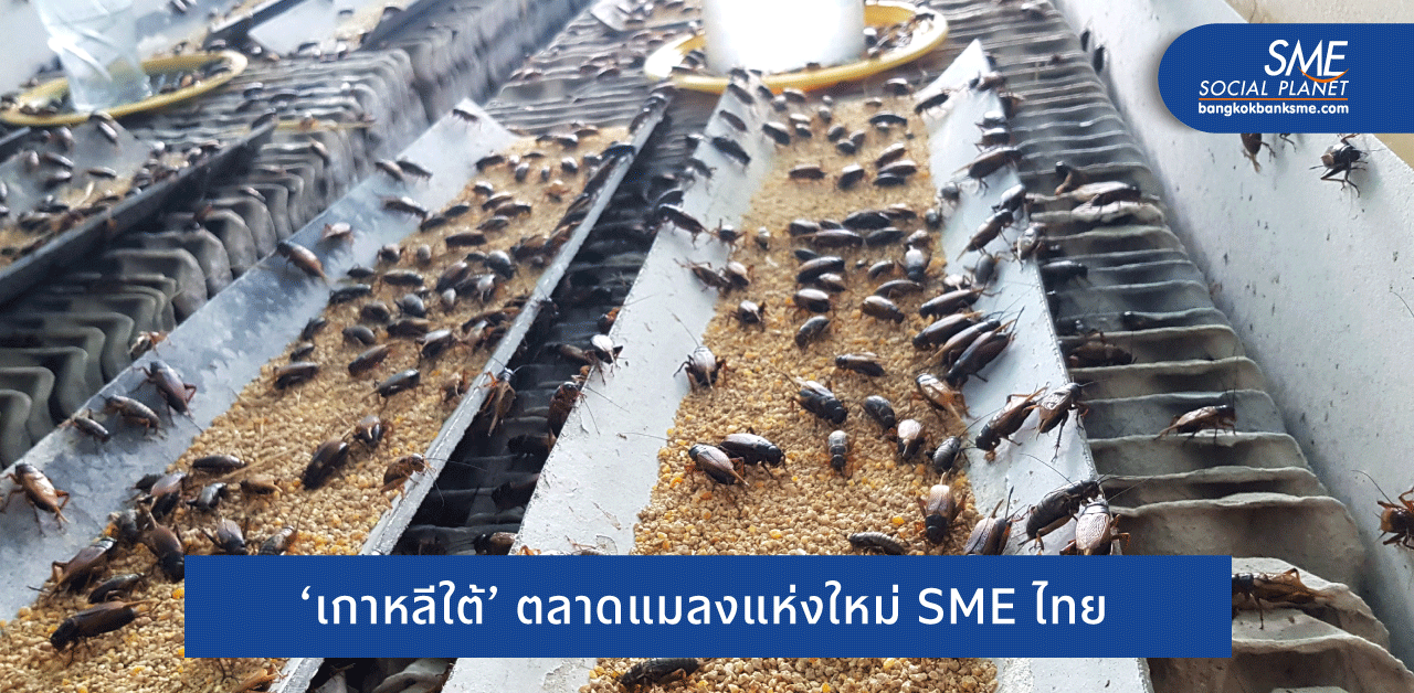 อุตสาหกรรมแมลงโสมขาวโต โอกาส SME ไทยขยายตลาด