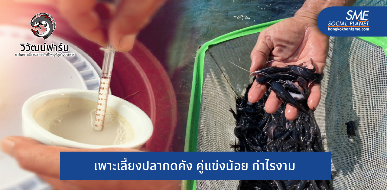 วิวัฒน์ฟาร์มปลา เพาะเลี้ยงปลากดคังรายใหญ่ที่สุดในไทย ปลาเศรษฐกิจกำไรงาม
