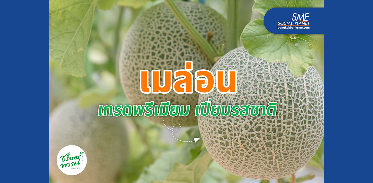 เมล่อนแบรนด์ ‘ชรินทร์พรรณ’ ผลไม้ไทย..รสชาติอร่อยไม่แพ้ใคร