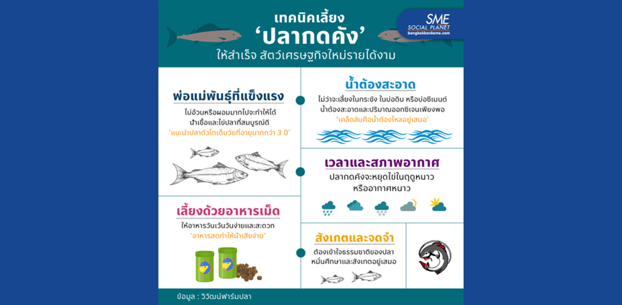 "ปลากดคัง" ปลาเศรษฐกิจกำไรงาม