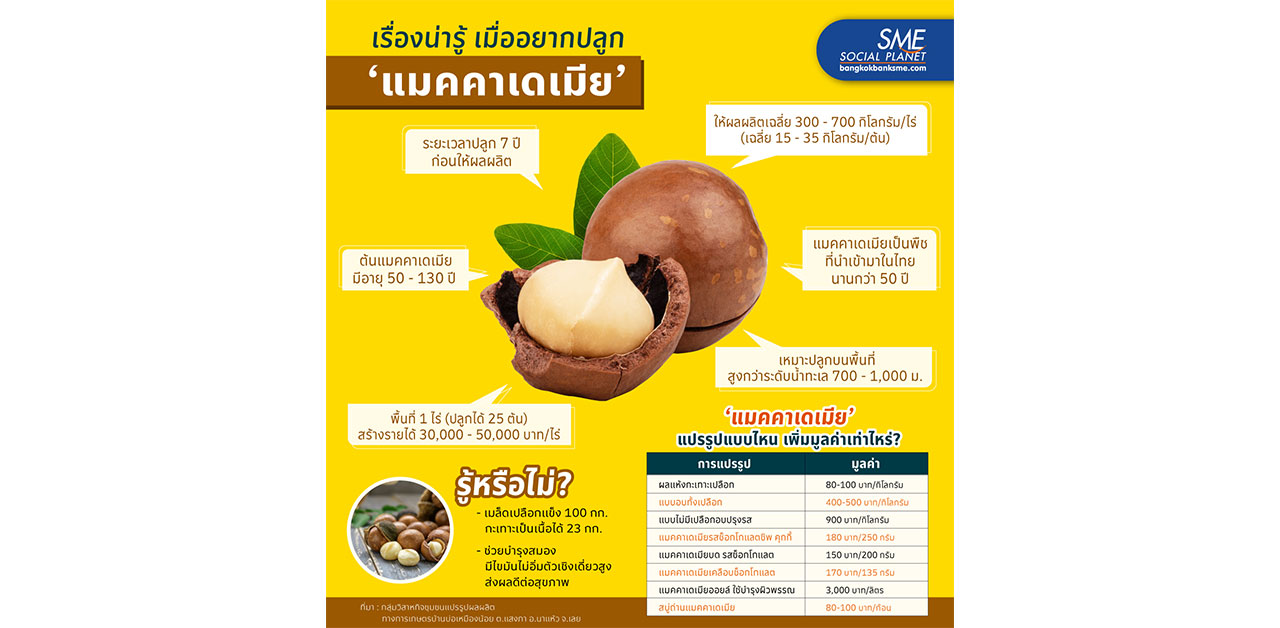 เรื่องน่ารู้ เมื่ออยากปลูก 'แมคคาเดเมีย'