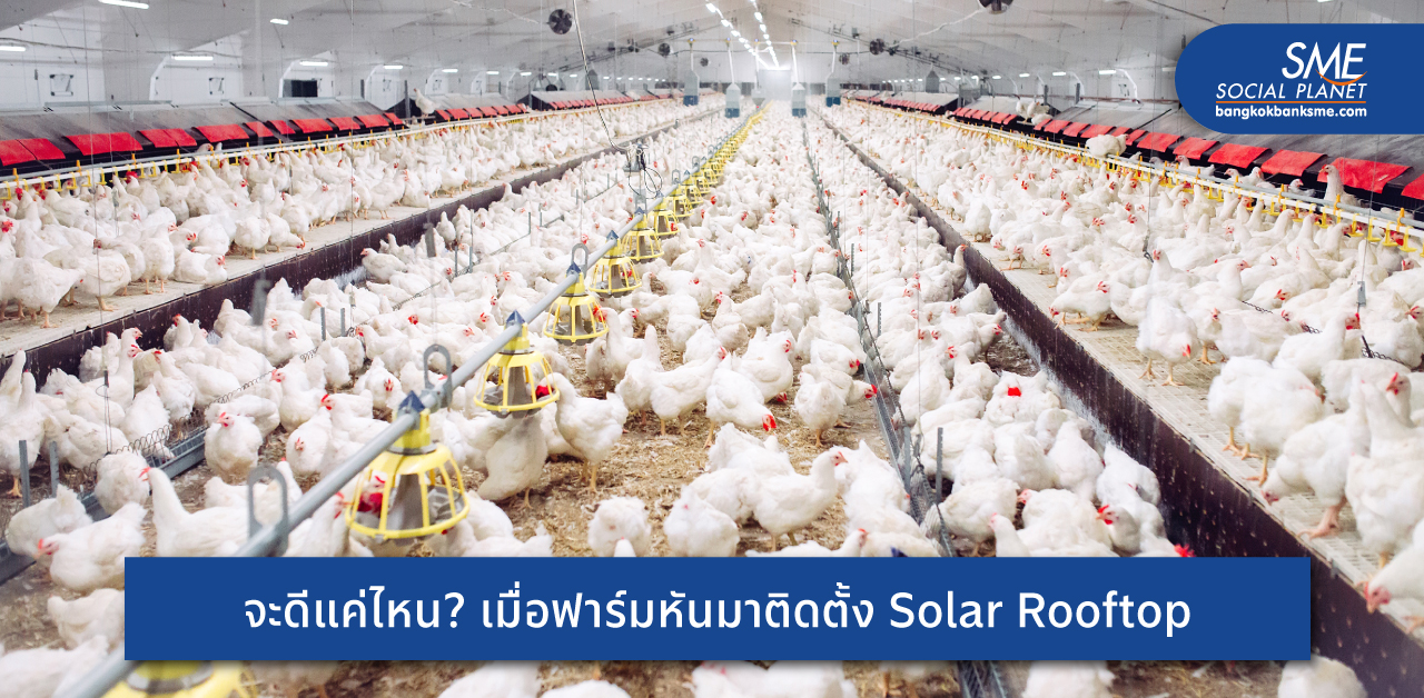 ฟาร์มไก่เนื้อรักษ์โลก ‘สุรชัยฟาร์ม’ ติดตั้ง Solar Rooftop เพิ่มขีดความสามารถการแข่งขันทางธุรกิจ พ่วงช่วยการบริหารต้นทุน