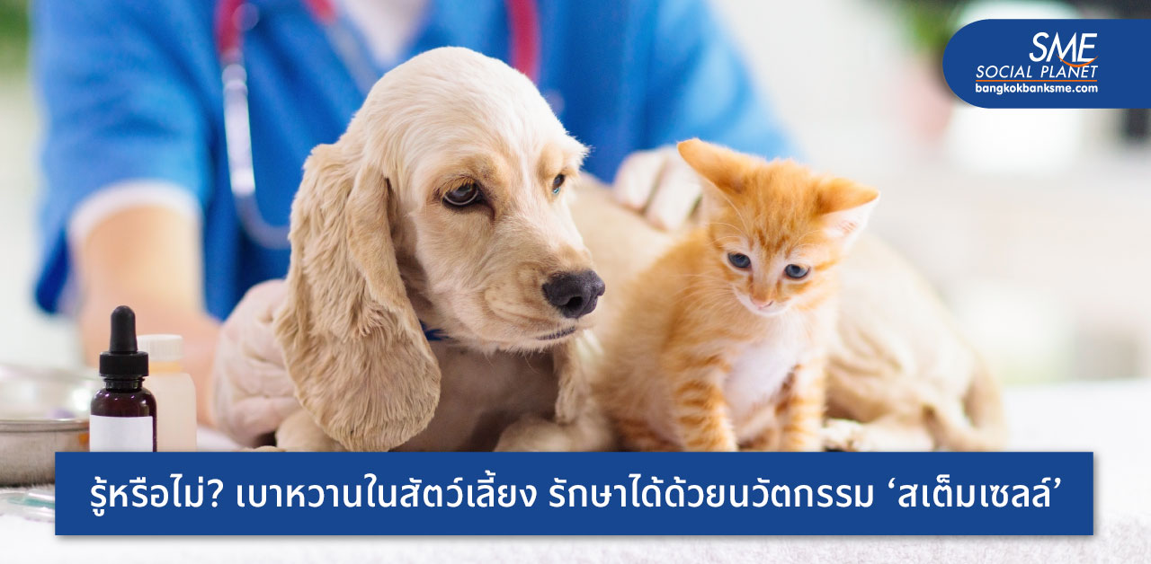 สำเร็จที่แรกในไทย! นักวิจัยจุฬาฯ พัฒนาวิธีปลูกถ่ายสเต็มเซลล์ รักษาสัตว์เลี้ยงเป็นเบาหวาน อีกหนึ่งทางเลือกรักษาโรคของคนในอนาคต