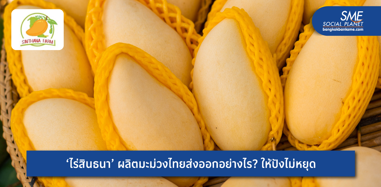 ส่งออก 500 ตันต่อปี! เจาะเคล็ดลับ ‘ไร่สินธนา’ ผู้ผลิตมะม่วงน้ำดอกไม้สีทองแถวหน้าเมืองไทย เชื่อมโยงเครือข่ายเกษตรกรรุกตลาดโลก