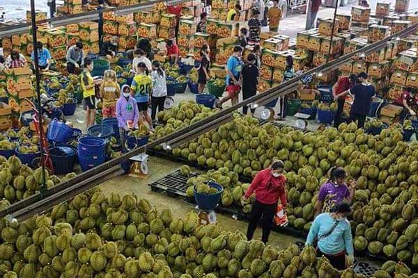 กรีนฟรุ๊ตกรุ๊ป' ยกระดับคุณภาพผลไม้ไทยเจาะ 6 ตลาดจีน โกยรายได้กว่า 700  ล้านต่อปี