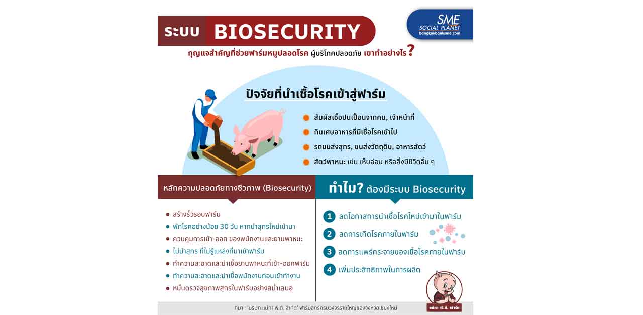 ระบบ ‘Biosecurity’ กุญแจสำคัญที่ช่วยฟาร์มหมูปลอดโรค ผู้บริโภคปลอดภัย เขาทำอย่างไร ?
