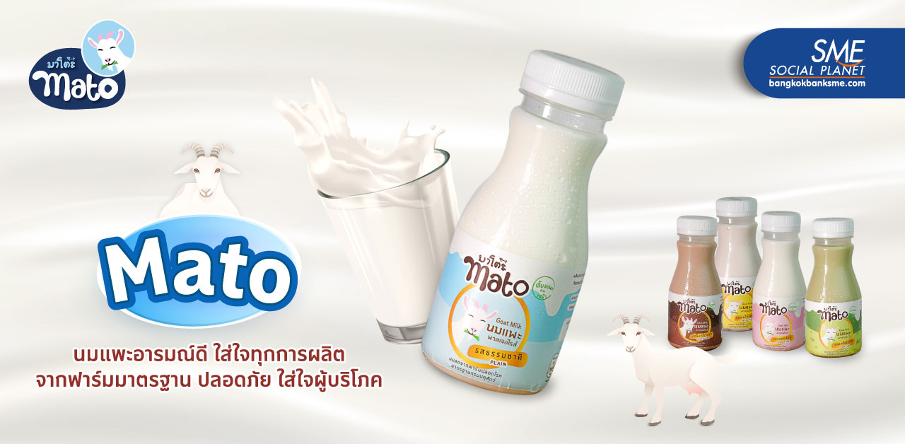 ‘นมแพะมาโต’ ประโยชน์เยอะ เลี้ยงอิงธรรมชาติจากฟาร์มปลอดโรค มุ่งเจาะตลาดนมคุณภาพ