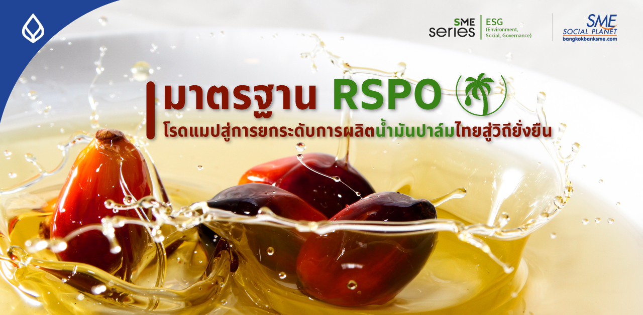 ‘RSPO’ ยกระดับผู้ผลิตปาล์มน้ำมันไทยสู่มาตรฐานสากล ตอกย้ำเกษตรกรสวนปาล์มกว่า 5 ล้านไร่สร้างผลผลิตที่ยั่งยืน