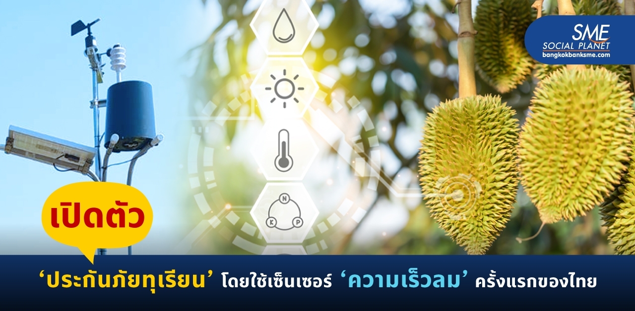 “ประกันภัยทุเรียน” ครั้งแรกของไทย! ด้วยนวัตกรรม จับความเร็วลม ลดความเสี่ยง เพิ่มความมั่นใจให้เกษตรกร