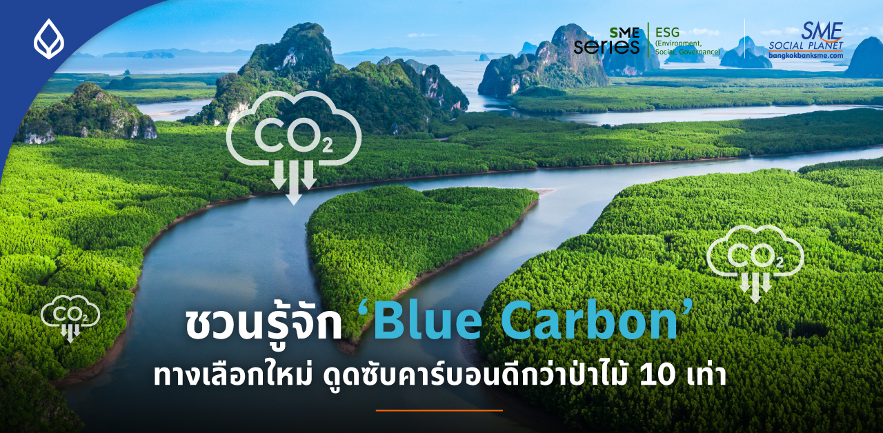 ‘Blue Carbon’ แหล่งกักเก็บคาร์บอนทางทะเลได้มากกว่าบนบก 10 เท่า โอกาสภาคธุรกิจ สู่ Net Zero เร็วขึ้น