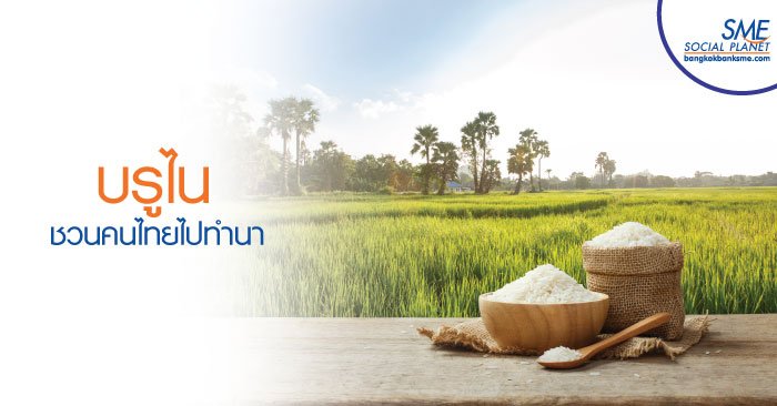 ‘Kandol’ โครงการเพาะปลูกข้าวบรูไน ของภาคเกษตรไทย